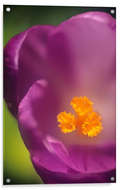 Macro purple crocus orange stamens Acrylic by Celia Mannings