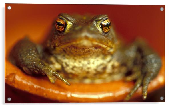 Common frog in plant pot Acrylic by Celia Mannings