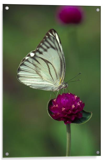 White butterfly on pink flower Acrylic by Celia Mannings