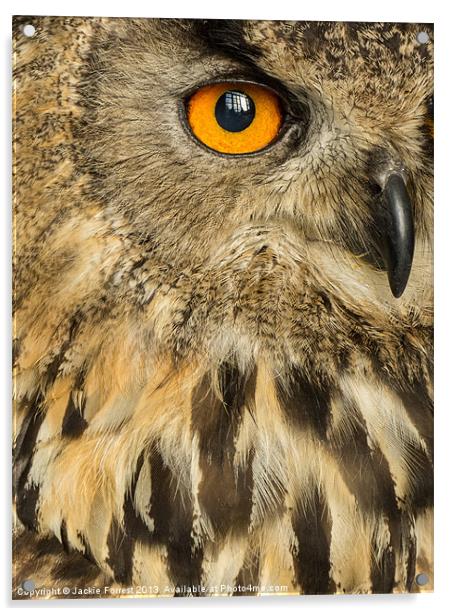 Eagle Owl Acrylic by Jackie Forrest