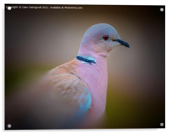 Collared Dove Acrylic by Cass Castagnoli