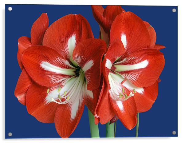 Red Amaryllis Acrylic by mike lester