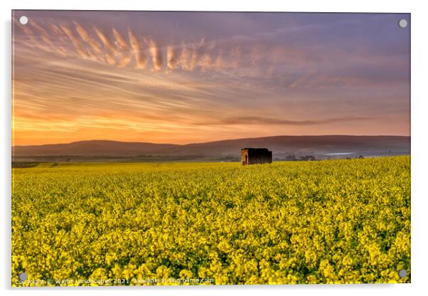 Fields Of Gold Sunset Acrylic by Wight Landscapes