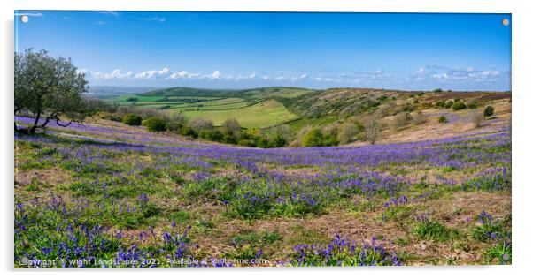 Ventnor Down Bluebell Panarama Acrylic by Wight Landscapes