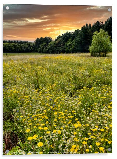 Wild Flower Meadow Sunset Acrylic by Wight Landscapes