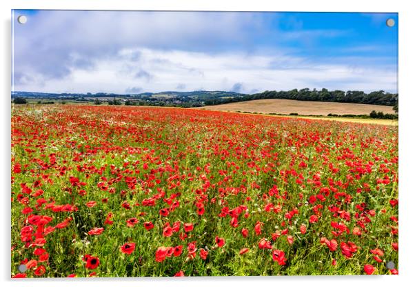Isle Of Wight Poppy Field Acrylic by Wight Landscapes