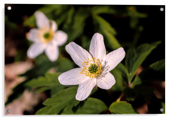 Wood Anemone Acrylic by Wight Landscapes