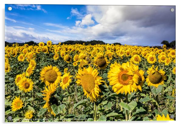 Field Of Sunflowers With A Blue Sky And Clouds Acrylic by Wight Landscapes