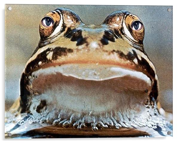 Mr. Frogger Acrylic by Michael Dorsey