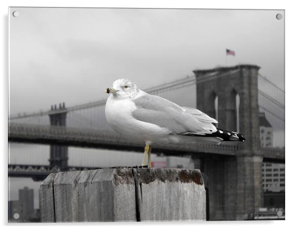 seagull in front of Brooklyn bridge in the winter  Acrylic by Jutta Klassen