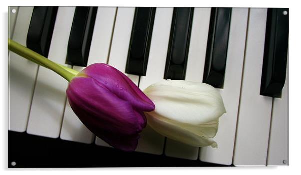 Tulips on Piano Keys Acrylic by Sandra Buchanan