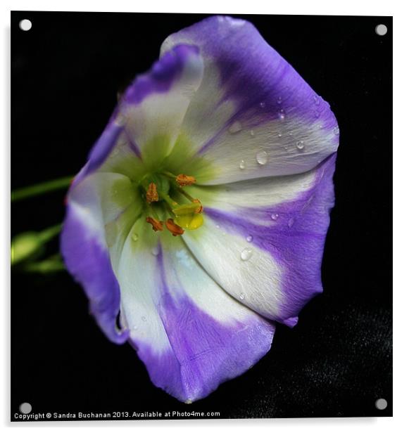 Purple & White Lisianthus Flower Acrylic by Sandra Buchanan