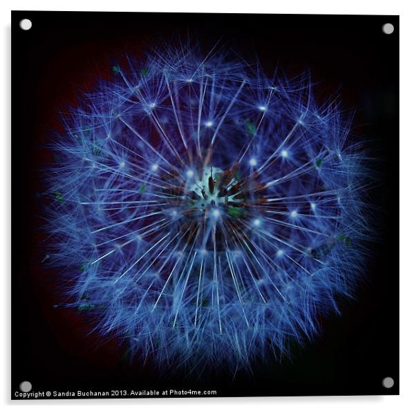 Blue Dandelion Fluff Acrylic by Sandra Buchanan