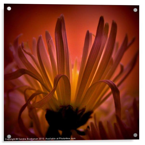Spider Chrysanthemum Acrylic by Sandra Buchanan