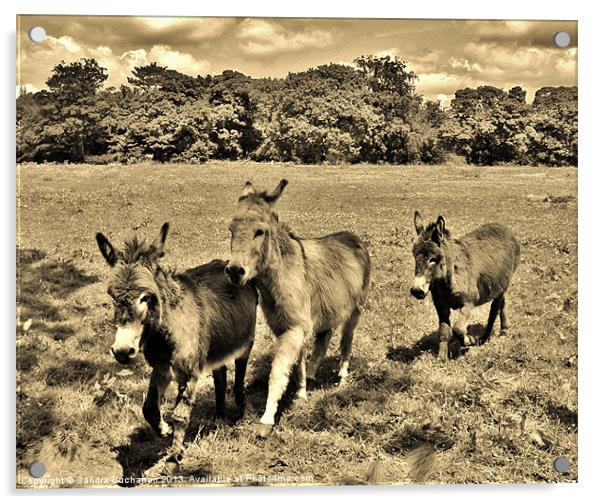 3 Little Donkeys Acrylic by Sandra Buchanan