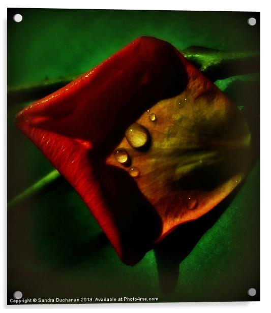 Rose Petal Acrylic by Sandra Buchanan