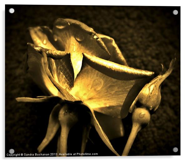 Golden Rose Acrylic by Sandra Buchanan