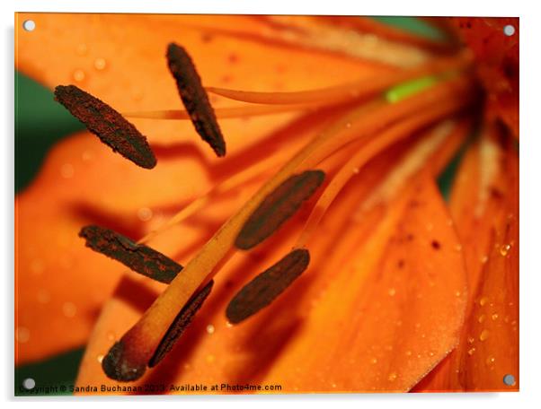 Orange Lily Acrylic by Sandra Buchanan