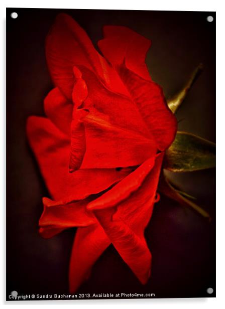 Red Rose Acrylic by Sandra Buchanan
