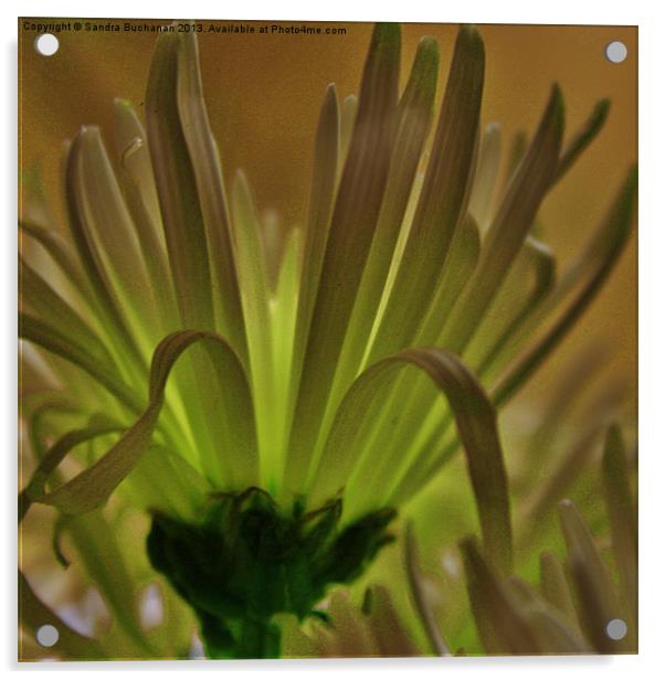 Spider Chrysanthemum 2 Acrylic by Sandra Buchanan