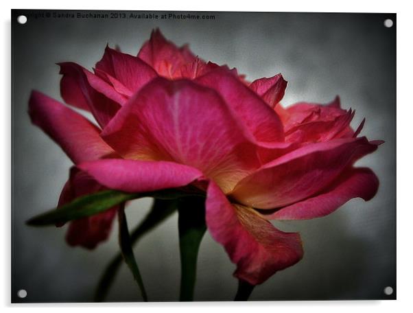 Pink Rose Acrylic by Sandra Buchanan
