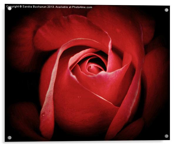 Dreamy Rose Acrylic by Sandra Buchanan