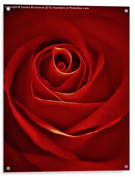 Vintage Red Rose Acrylic by Sandra Buchanan