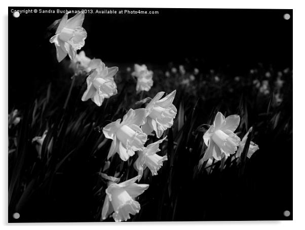 Daffodils At Dusk Acrylic by Sandra Buchanan
