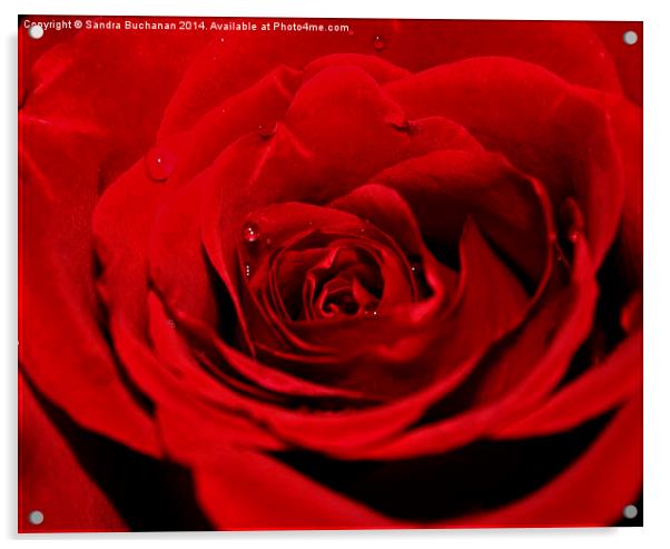 Red Rose Acrylic by Sandra Buchanan