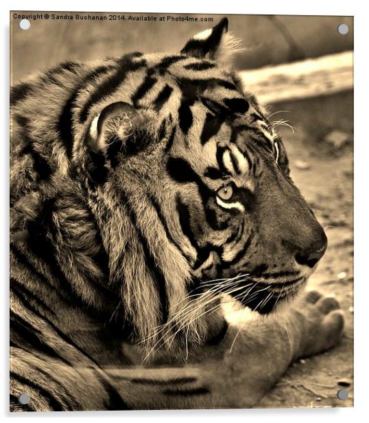Tigers Eye Acrylic by Sandra Buchanan