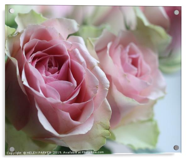 Rose a delicate beauty Acrylic by HELEN PARKER