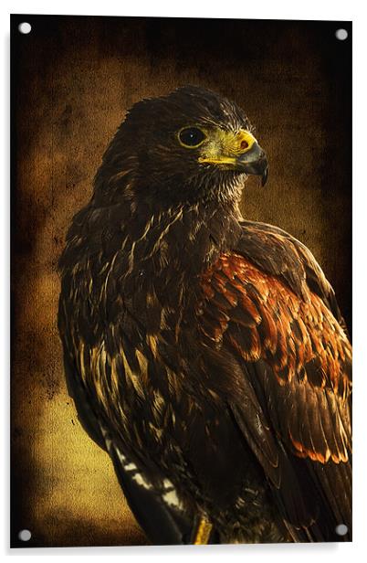 Harris Hawk Acrylic by Don Alexander Lumsden