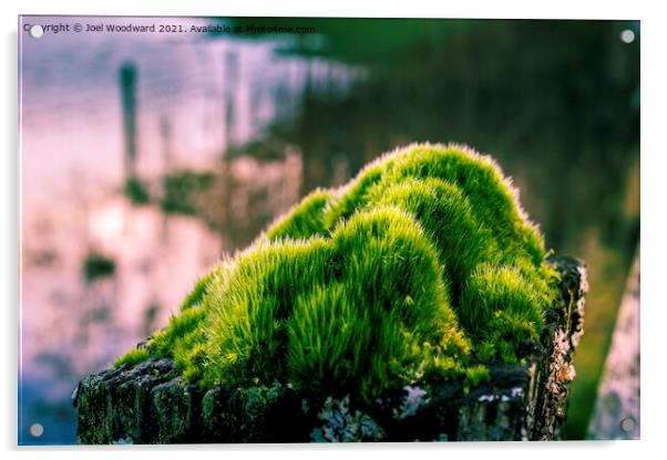 Close Up Green Moss  Acrylic by Joel Woodward