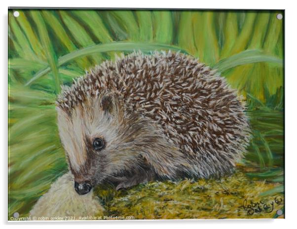 Hedgehog  Acrylic by robin oakley