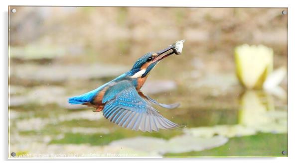 In flight Meal  Acrylic by Dave Burden