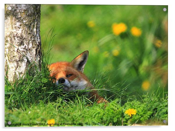 Contented Fox Acrylic by Dave Burden