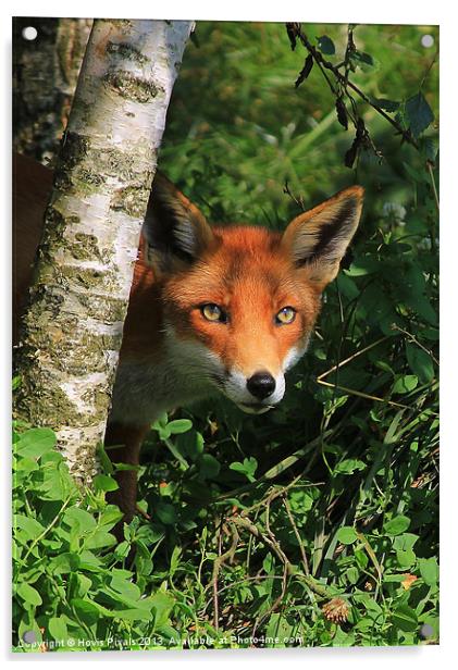 Peek a Boo Acrylic by Dave Burden