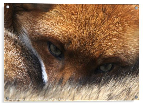Red Fox Acrylic by Dave Burden
