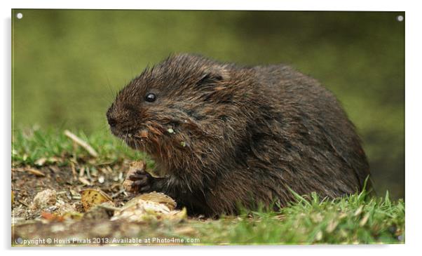 Water Vole (Arvicola amphibius) Acrylic by Dave Burden