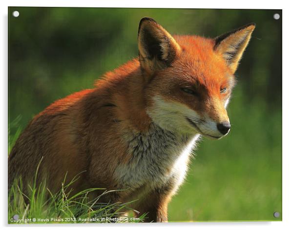 Foxy Lady Acrylic by Dave Burden