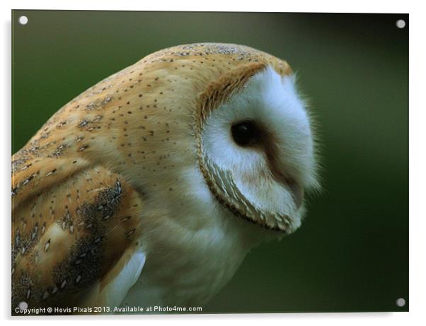 Ollie Owl Acrylic by Dave Burden