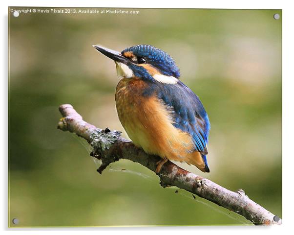 Young Kingfisher Acrylic by Dave Burden