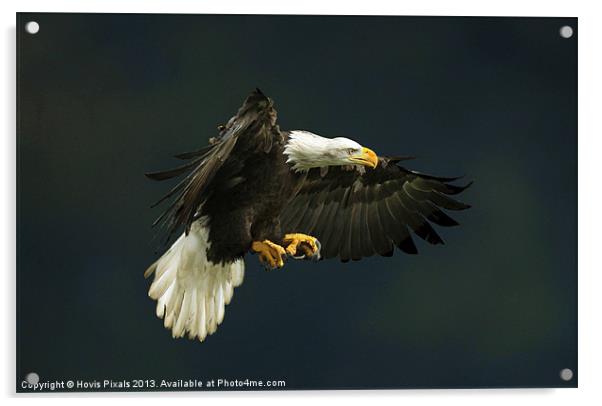 Bald Eagle Acrylic by Dave Burden