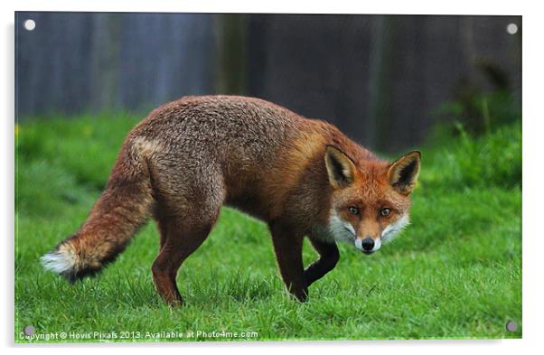 Cunning Fox Acrylic by Dave Burden