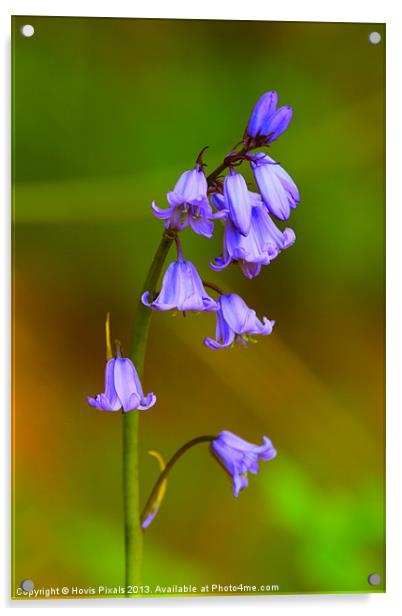 Blue Bells Acrylic by Dave Burden