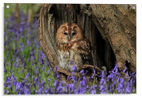 Tawny and the Bells Acrylic by Dave Burden