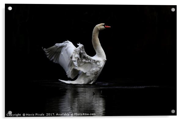 The Swan Acrylic by Dave Burden