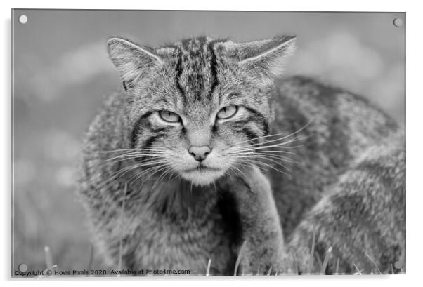 Scottish Wildcat  Acrylic by Dave Burden
