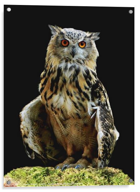 Eagle Owl  (Bubo bubo) Acrylic by Dave Burden