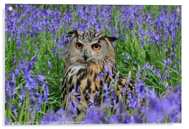 Eagle Owl Bluebells. Acrylic by Dave Burden